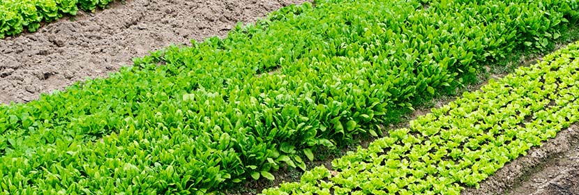 農田灌溉水檢測