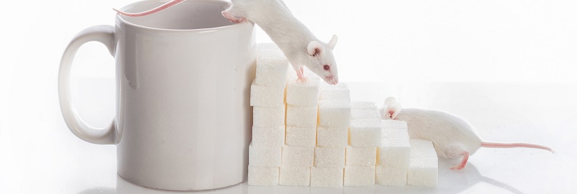 骨髓細(xì)胞微核試驗